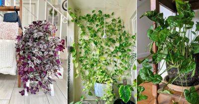 21 Best Indoor Vines for Room Decor from Instagram - balconygardenweb.com - Britain