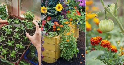 How to Create a Vegan Garden for Organic Harvest - balconygardenweb.com