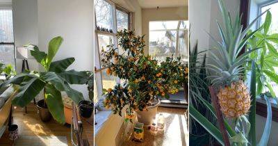 12 Fruits You Can Grow Indoors As a Houseplant - balconygardenweb.com - China