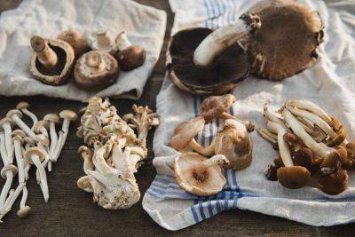 Identifying Wild Mushrooms: What to Eat, What to Avoid - treehugger.com