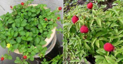 8 Berries that Look Like Strawberries - balconygardenweb.com - India - Japan