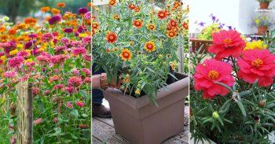 9 Deadheading Flowers that Bloom More After Cutting - balconygardenweb.com