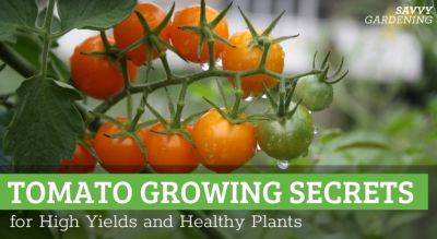 Tomato Growing Secrets for Big Yields and Healthy Plants - savvygardening.com