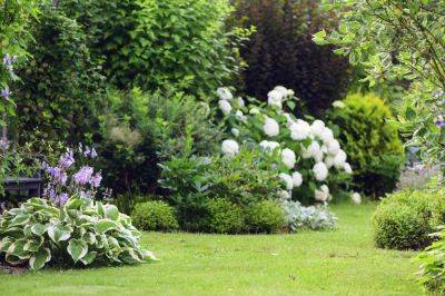 7 Plants You Should Never Plant With Hydrangeas - southernliving.com