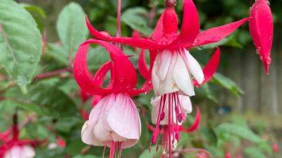 How to grow fuchsia flowers | House & Garden - houseandgarden.co.uk - Britain - Ireland - Argentina - Chile