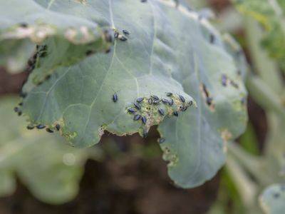 How To Get Rid Of Flea Beetles, According To An Expert - southernliving.com