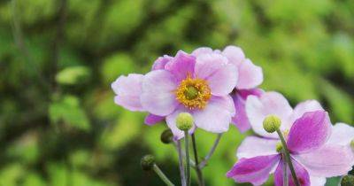 My anemone is out of control. How do I get rid of it? - irishtimes.com - Japan - Ireland