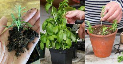 11 Herbs that Grow from Fresh Softwood Cuttings - balconygardenweb.com