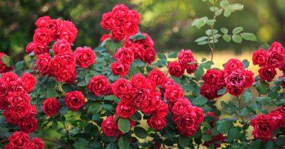 33 of the Best Red Rose Varieties to Grow at Home - gardenerspath.com