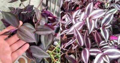 Wandering Jew Leaves Fading and Losing Color? Do this - balconygardenweb.com