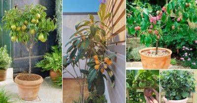 26 Fruits in Shade | Best Fruits that Grow in Shade - balconygardenweb.com