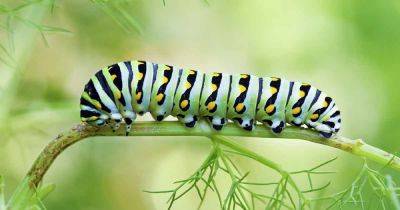 Do Black Swallowtail Butterflies Eat Carrots? - gardenerspath.com - Usa - Canada
