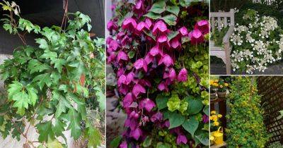 15 Best Low Light Outdoor Vines - balconygardenweb.com - Usa