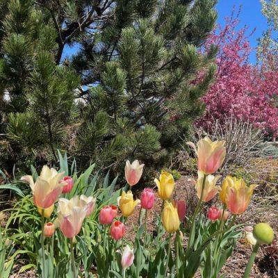 Cathy’s Colorado Garden in Spring - finegardening.com - Britain - state Maryland - state Colorado - county Garden