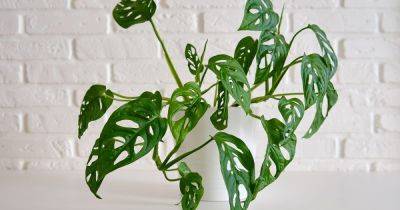 How to Care for a Monkey Mask Plant (Monstera adansonii) - gardenersworld.com - Britain - Mexico