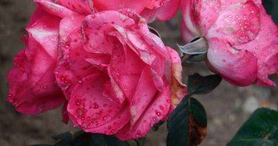 How to Identify and Control Botrytis Blight in Roses - gardenerspath.com