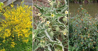 6 Invasive Weeds That Shoot Seeds When Touched - balconygardenweb.com - Washington