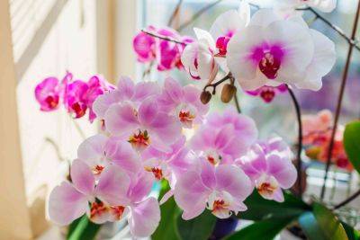 Can You Save a Rootless Orchid? These Methods May Help - thespruce.com