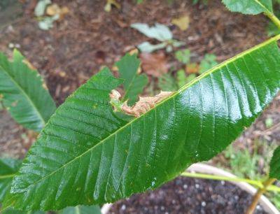 Question of the Week – Morning Glory Prominent Caterpillar - hgic.clemson.edu