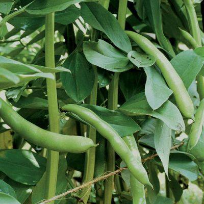 Basics of Growing Fava Beans - finegardening.com - Italy - state California