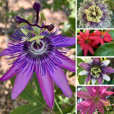 Growing and Choosing the Best Passion Flower Varieties for Your Garden - finegardening.com - Mexico
