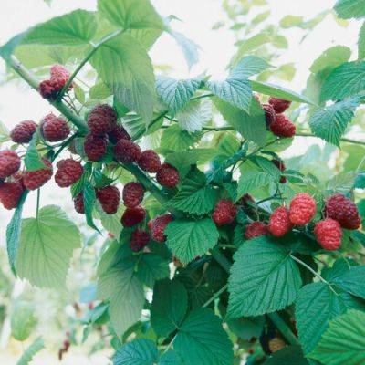 Follow These Steps to Grow the Best Sweet Raspberries - finegardening.com - Usa - Canada