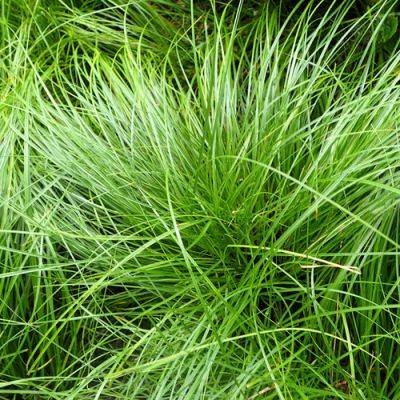 Lawn Alternatives for the Southeast - finegardening.com - state Pennsylvania