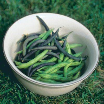 How to Grow Beans All Summer Long - finegardening.com