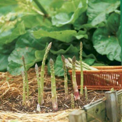 How to Grow Better Asparagus - finegardening.com - Washington - state California