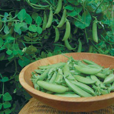 How to Grow Supersweet Snap Peas - finegardening.com - Usa