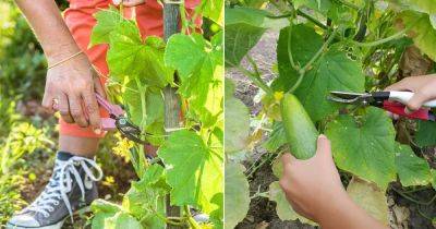 How to Prune Cucumber Plants to Get Bumper Harvest - balconygardenweb.com