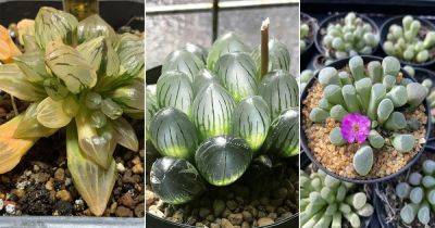8 Rare Crystal Clear Succulents - balconygardenweb.com