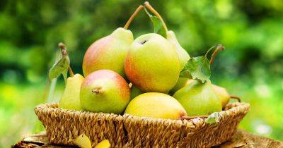 17 of the Best Fireblight Resistant Pear Varieties - gardenerspath.com