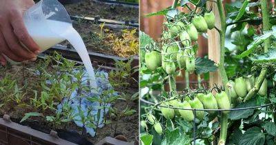 Feed this to Your Tomato Seedlings and They'll Grow like Crazy - balconygardenweb.com