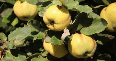 How to Grow and Care for Fruiting Quince - gardenerspath.com - Usa