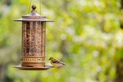 This Is The Right Place To Put Your Bird Feeder - southernliving.com