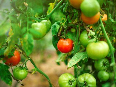 Are Coffee Grounds Good For Tomato Plants? - southernliving.com