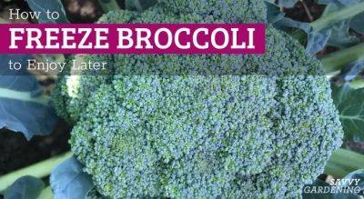 How to Freeze Broccoli From the Garden - savvygardening.com