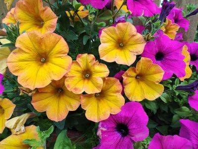 How To Deadhead Petunias To Keep Them Blooming All Summer Long - southernliving.com