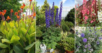 20 Best Tall Perennial Flowers - balconygardenweb.com