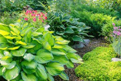 9 Companion Plants For Southern-Favorite Hostas (Plus, Those To Avoid!) - southernliving.com