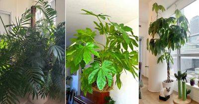 13 Indoor Trees Safe For Cats - balconygardenweb.com