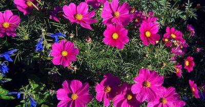 When and How to Fertilize Cosmos Flowers - gardenerspath.com - Mexico
