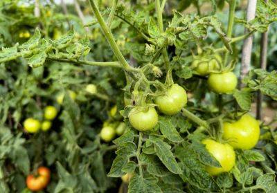 Why Are My Tomatoes Not Turning Red? - southernliving.com