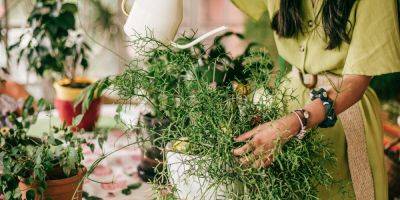 How to Shop for Plants at Costco, According to a Plant Expert - sunset.com