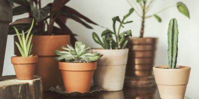 How to Pick the Perfect Pot for Your Houseplants - sunset.com