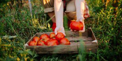 How to Grow Tomatoes: The Ultimate Gardening Guide - sunset.com