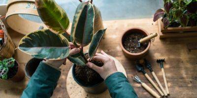 You Need a Houseplant Emergency Kit. Here's How to Make One. - sunset.com