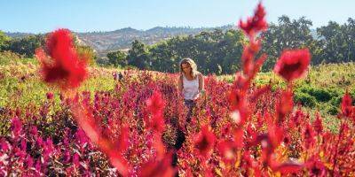 Full Belly Farm Is a Stunning Flower-Filled Paradise - sunset.com - state California