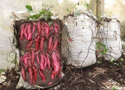 Grow Sweet Potatoes in Bags and Sacks for Best Harvest - balconygardenweb.com